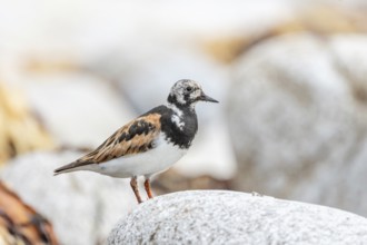 Ruddy Turnstone (Arenaria interpres) searching for food on the Atlantic coast. Ouessant, Finistere,