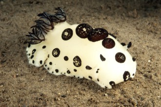 Mourning star snail (Jorunna funebris) crawls over seabed sand, Pacific, Indo-Pacific, Philippine