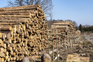 Cleared forest area north of the village of Hirschberg, Soest district, dead spruce stands were