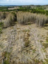 Cleared forest in the Eggegebirge, near Lichtenau, Paderborn district, site of a spruce forest that