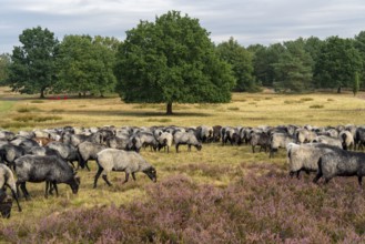 Heidschnucken herd, in the Höpener Heide, Schneverdingen, heather blossom of the broom heather, in