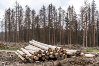 Forest dieback in the Arnsberg Forest nature park Park, over 70 per cent of the spruce trees are