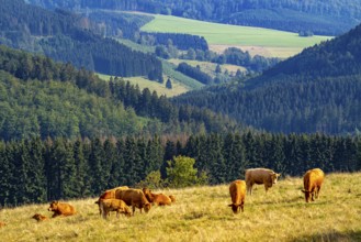 Landscape in the Rothaargebirge, Sauerland, near Langewiese, cattle on a pasture, view to the