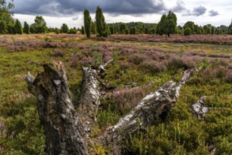 Flowering heath, broom heather and juniper bushes, near Wilseder Berg, near the village of Wilsede,