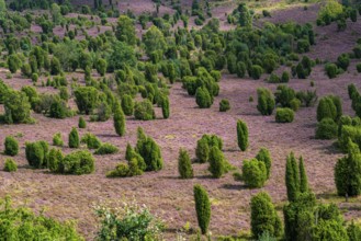 Flowering heath, heather and juniper bushes, in the Totengrund, near the village of Wilsede, in the