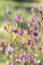 Blooming purple and blue columbine in the garden