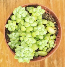 Beautiful little plant, succulent in a small flower pot. on the wooden background