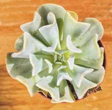 Beautiful little plant, succulent in a small flower pot. on the wooden background