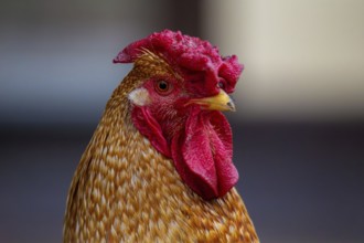 Close-up of a cockerel