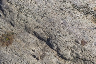 Texture of a boulder with moss and lichen