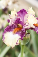 Beautiful multicolored iris flower bloom in the garden. Close up, fragility and summer concept