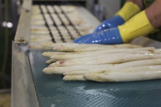 Agriculture asparagus washing and sorting with washing machine and sorting machine on a farm in