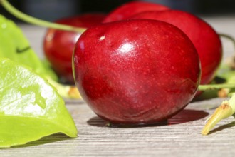 Close-up of delicious sweet cherries