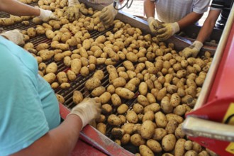 Agriculture potato harvesting with harvester (Mutterstadt, Rhineland-Palatinate)