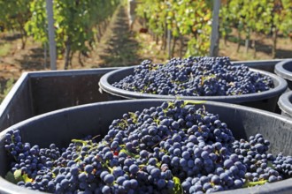 Grape grape harvest: Hand-picking Pinot Noir grapes in a vineyard in the Palatinate