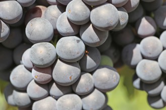 Close-up of ripe blue-green grapes near Meckenheim, Palatinate