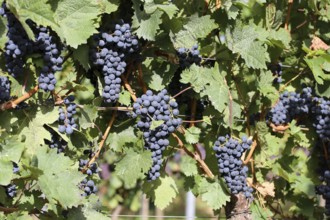 Close-up of ripe blue-green grapes near Meckenheim, Palatinate