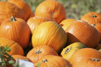 Pumpkins, pumpkin patch