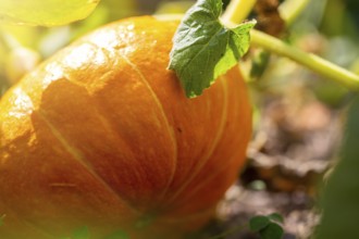 Close-up of a home-grown pumpkin in the garden