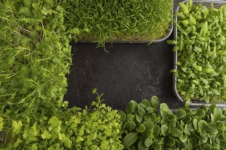 Set of boxes with microgreen sprouts of spinach, carrot, chrysanthemum, borage, mizuna cabbage on