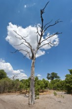 Dry landscape, drought, heat, climate, climate change, dead tree, cloud, steppe, drought, heat,