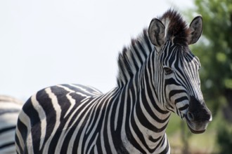 Plains zebra (Equus quagga), wild, free living, safari, ungulate, animal, black and white, stripes,