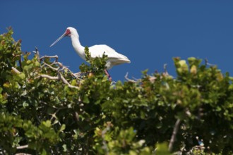 African red-faced spoonbill, spoonbill, bird, ibis, wilderness, free-living, safari, fauna,