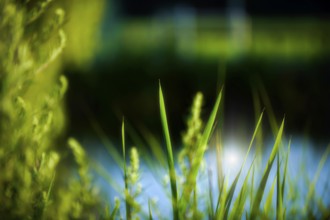 Grasses backlit, texture, nature, abstract, green, mood, emotion, natural, clear, clean, water,