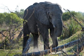 Elephant (Loxodonta africana), frontal, whole, safari, tourism, travel, Savuti region, Chobe