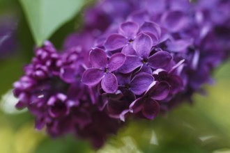 Lilac flowers of dark purple color in the spring garden. Closeup. Blurred background