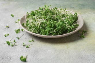 Fresh micro-greenery, on a plate, top view, no people