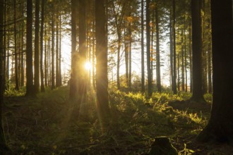 Beautiful fir forest with low sun