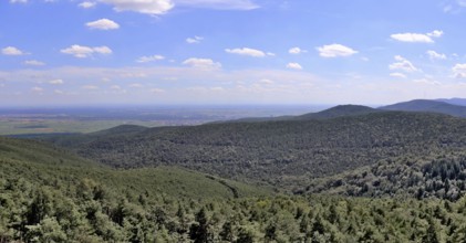 View from the Eckkopf tower near Bad Dürkheim over the Palatinate Forest