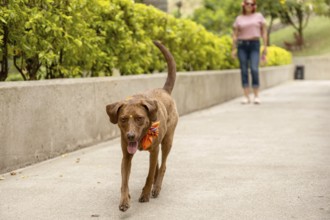 A medium-sized brown dog with a bindi on its forehead and a colorful bandana around its neck walks