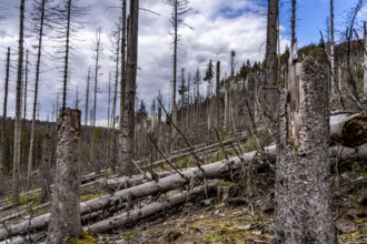 Dead spruce trees, broken by wind, lying in disarray, forest dieback in the Arnsberg Forest nature