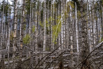 Dead spruce trees, broken by wind, lying in disarray, forest dieback in the Arnsberg Forest nature