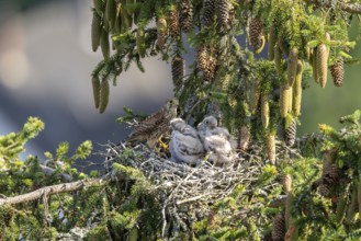 Common kestrel (Falco tinnunculus), female adult bird with young birds not yet ready to fly in the