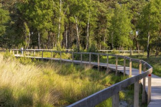 Diersfordter Wald, north of Wesel, nature park with oak and beech forests, glacial sand dunes,