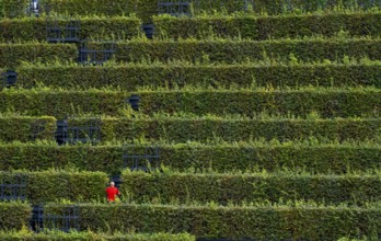 Green façade, made of over 30, 000 hornbeams forming a hedge a good 8 kilometres long, on the roof