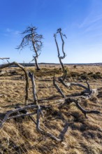 Noir Flohay ghost forest, remnants of a forest fire from 2011 in the High Fens, high moor, in the