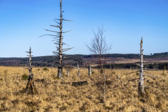 The High Fens, raised bog, in the Eifel and Ardennes region, High Fens-Eifel nature park Park,