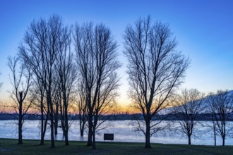 Rhine meadows near Duisburg-Neuenkamp, slight flooding, flooded meadows, bare trees in winter,