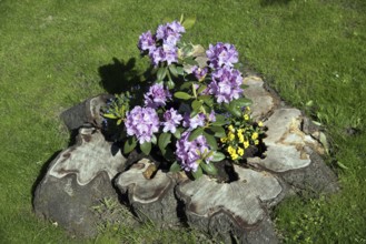 Flowers, Rhododendron in old tree stump, Catawbiense Grandiflorum, Blossoms, Federal Republic of