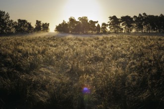 The sun rises over a field near Born am Darß. Born, 01.08.2024