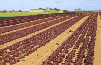 Lettuce crop growing in field, Buckanay Farm, Alderton, Suffolk, England, UK