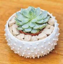 Beautiful little plant, succulent in a small ceramic flower pot with decorative stones