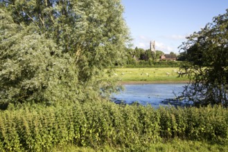 Sheep grazing in pasture by River Kennet, West Overton, Wiltshire, England, UK