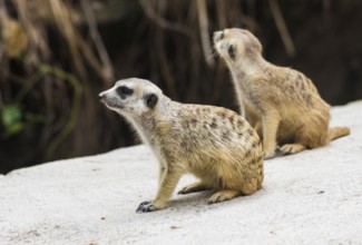 A pair of meerkats in a zoo of Singapore