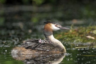 Great Crested Grebe (Podiceps cristatus), adult bird and chicks on its back, Krickenbecker Seen,