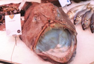 Monkfish displayed on ice of fishmonger stall, Mercado San Miguel market, Madrid city centre,